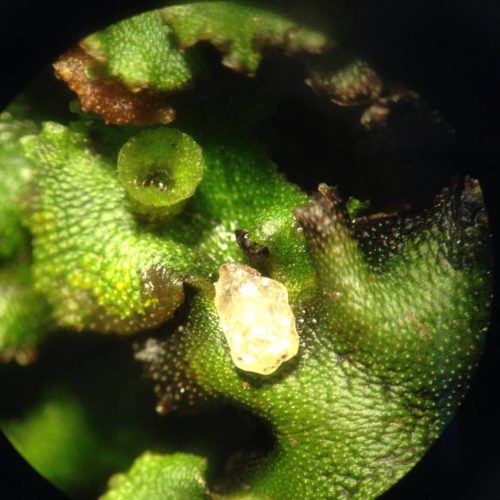 Moss microscopy, Marchantia polymorpha